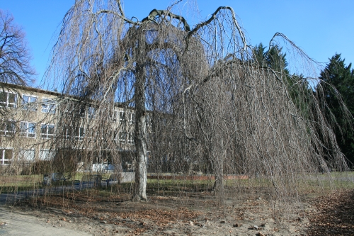 Foto Hngebuchen vor der Schule