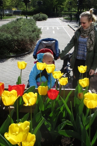 Tulpenpracht